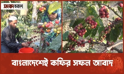 নরসিংদীতে কফি চাষে সাফল্য