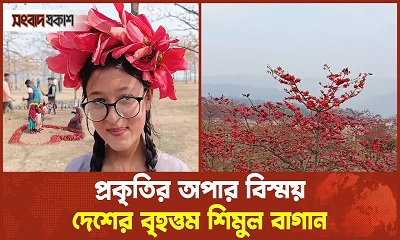 প্রকৃতির অপার বিস্ময় দেশের বৃহত্তম শিমুল বাগান