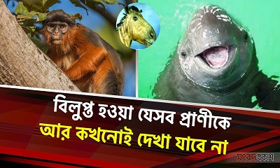 বিলুপ্ত হওয়া যেসব প্রাণীকে আর কখনোই দেখা যাবে না