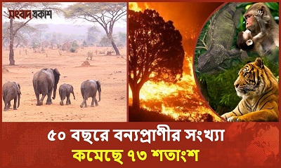 জলবায়ু পরিবর্তন ও দূষণের ফলে অনেক প্রজাতির পশু-পাখি বিলুপ্তির পথে