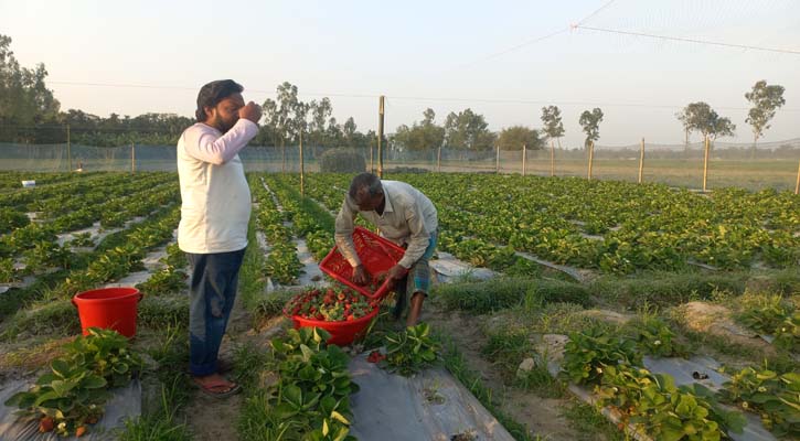 প্রথমবারের মতো স্ট্রবেরি চাষ করে দ্বিগুণ লাভের আশা জাহিদের