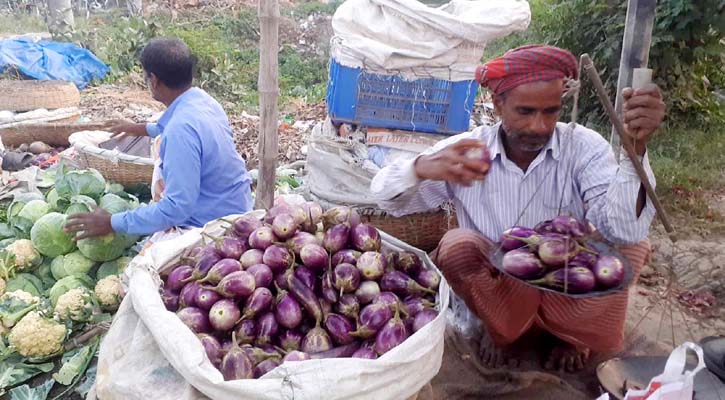 বেগুনের কেজি ৫ টাকা