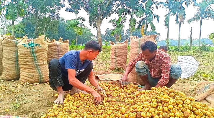 আগাম আলু চাষ করে হতাশ নীলফামারীর কৃষকরা