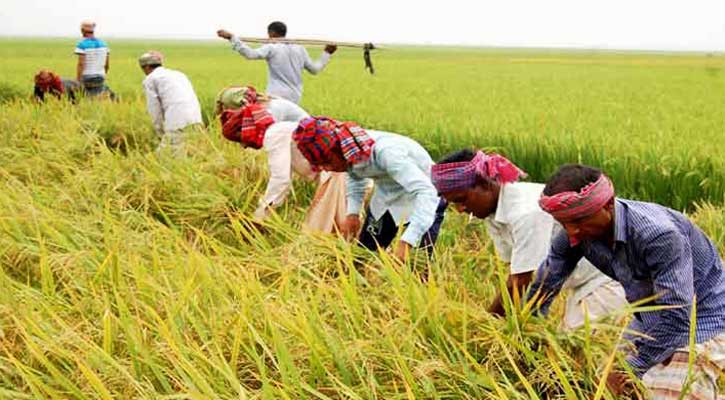 বোরোর ধান-চাল কত দামে কিনবে, জানাল সরকার