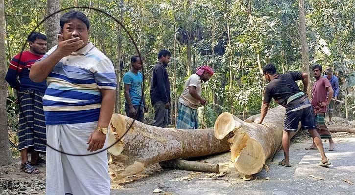 সরকারি গাছ চুরির দায়ে সাবেক চেয়ারম্যান গ্রেপ্তার