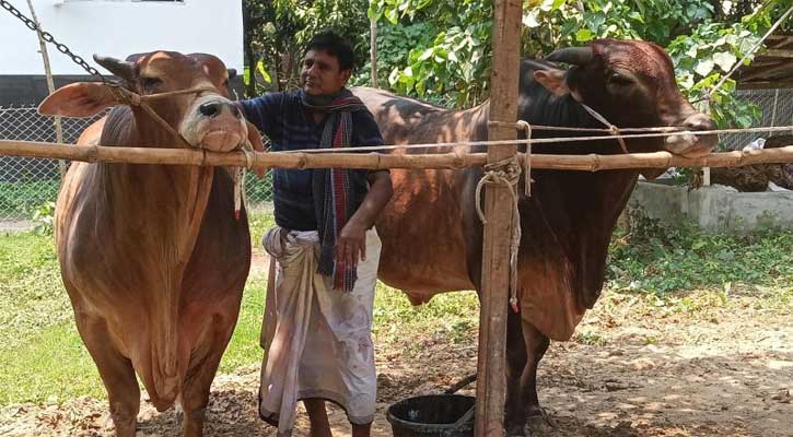 কোরবানির পশুর সংকট নিয়ে যা বললেন প্রাণিসম্পদমন্ত্রী