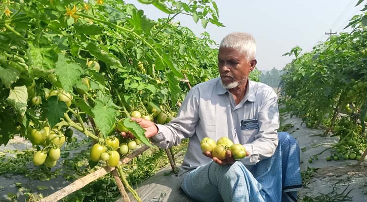 ফেনীতে আশা জাগাচ্ছে টমেটো চাষ