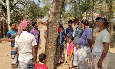 নিমগাছ থেকে পড়ছে মিষ্টি রস, রোগমুক্তির আশায় পান করার হিরিক