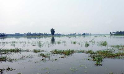 আত্রাইয়ে পানির নিচে দেড় হাজার বিঘা জমির ধান, অনিশ্চয়তায় কৃষক