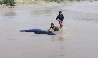 মেঘনায় ধরা পড়ল মহাসাগরের নীল তিমি