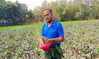 থাইল্যান্ডের বিটরুট চাষে আবু সুফির চমক