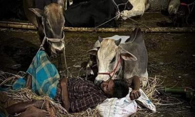 পশুর হাটে যেভাবে রাত কাটে ব্যবসায়ীদের