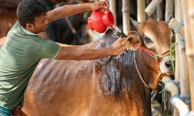 ঈদে পশু আমদানির পরিকল্পনা নিয়ে যা বললেন প্রাণিসম্পদমন্ত্রী