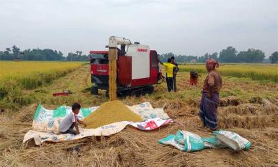 টাঙ্গাইলে কম্বাইন্ড হারভেস্টার মেশিনের ব্যবহার বেড়েছে