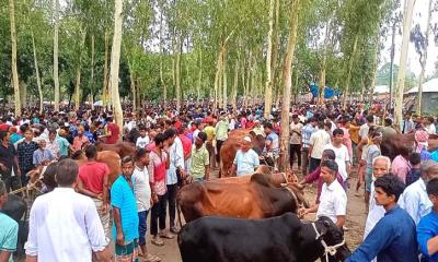 গরু-ছাগলের অভাব নেই, তবুও দাম ছাড়ছেন না ব্যাপারিরা