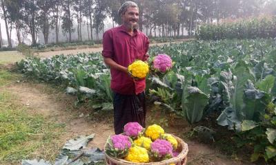 সাদার চেয়ে রঙিন ফুলকপিতে বেশি লাভবান হচ্ছেন কৃষকরা