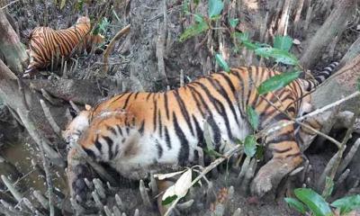 প্রথমবারের মতো সুন্দরবনে শুরু হচ্ছে প্রাণীর রোগনির্ণয়