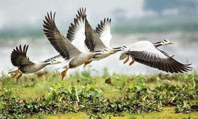 শীতে অতিথি পাখি কেন আসে