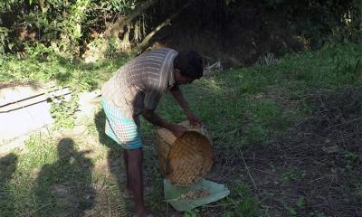 আয়ের উৎস লাল পিঁপড়ার ডিম