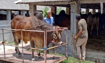 ৪৬০ টাকা কেজি দরে বিক্রি হচ্ছে কোরবানির গরু, বুকিং দিতে হিড়িক!