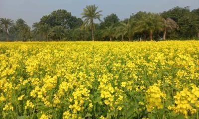 হলুদ রঙে ভরা মাঠ, বাম্পার ফলনের আশা