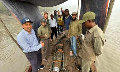 স্যাটেলাইট ট্যাগ নিয়ে পালিয়ে যাওয়া সেই কুমির উদ্ধার