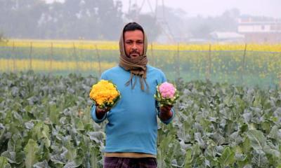 রঙিন ফুলকপি চাষ করে আসলামের চমক