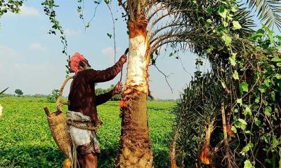 বিলুপ্ত হচ্ছে খেজুরগাছ, দাবি গাছিদের