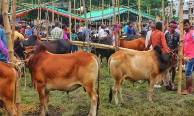 শেরপুরে চাহিদার চেয়ে ৩২ হাজার বেশি কোরবানির পশু প্রস্তুত