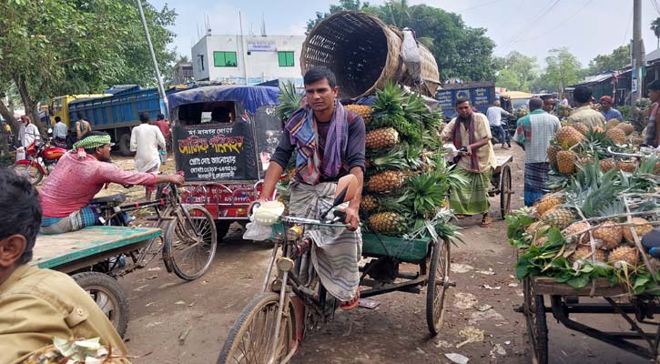 মধুপুরের আনারস জিআই পণ্যের স্বীকৃতি পাওয়ায় খুশি জেলাবাসী