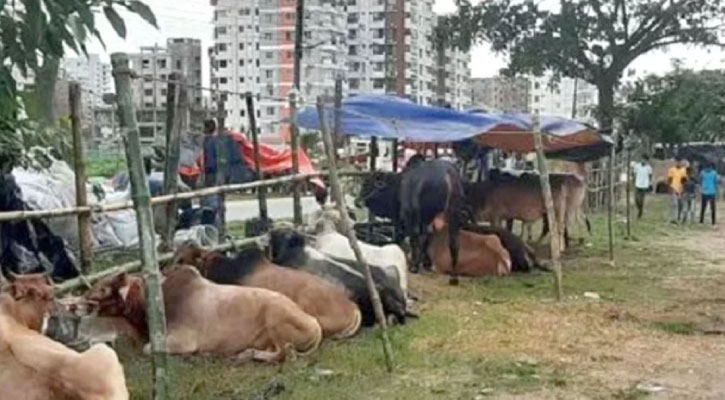 আফতাবনগরে গরুর হাট বসানো যাবে না