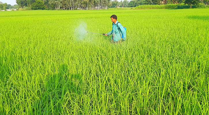 স্বাস্থ্যঝুঁকিতে আত্রাইয়ের কৃষকেরা