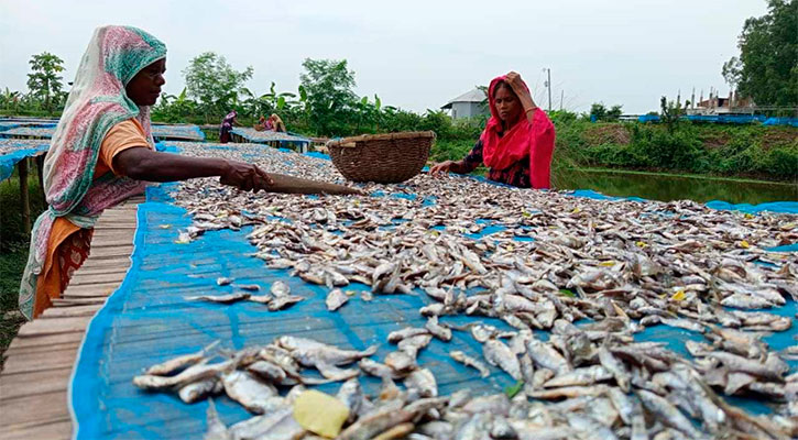 চলনবিলের শুঁটকিপল্লিতে মাছের তীব্র সংকট