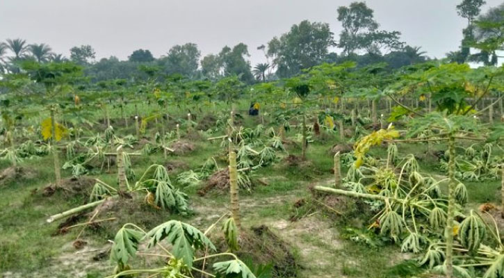 পেঁপেবাগানের সঙ্গে এ কেমন শত্রুতা!