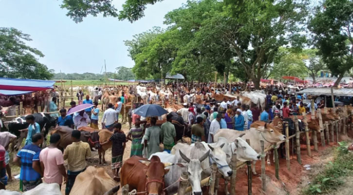 এক লাখ কোটি টাকার কোরবানির অর্থনীতি