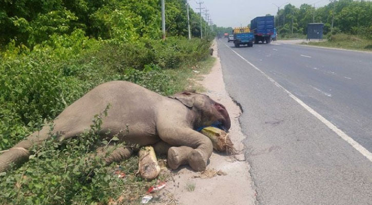 মৃত হাতি উদ্ধার, উঠিয়ে নিয়েছে দাঁত