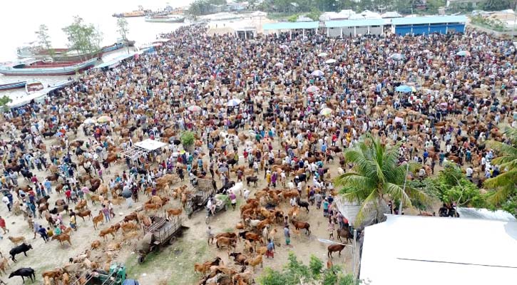 ক্রেতা-বিক্রেতার দামাদামিতে জমজমাট পশুর হাট