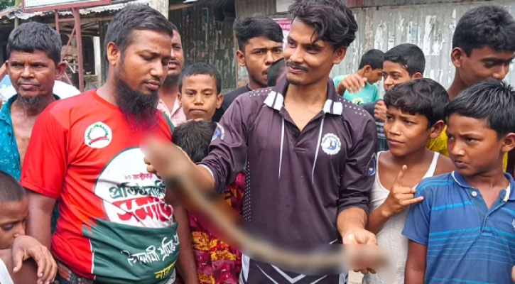 রাসেলস ভাইপার ভেবে ‘পাহাড়ি বোড়া’ পিটিয়ে মারল স্থানীয়রা