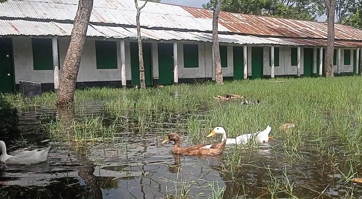 শিক্ষাপ্রতিষ্ঠান নাকি হাঁসের খামার!