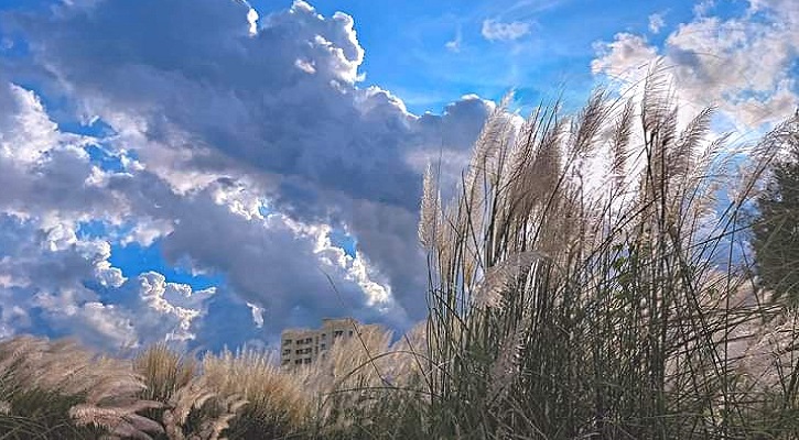 কাশফুলের শুভ্রতায় সেজেছে নোবিপ্রবি