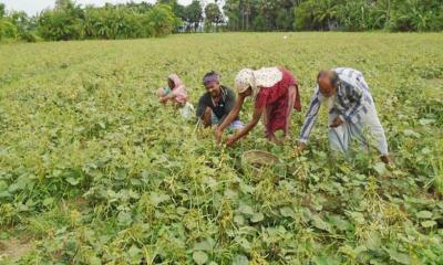 সয়াবিনের রাজধানী লক্ষ্মীপুর