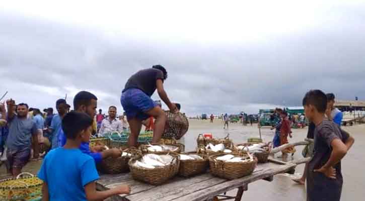 উপকূলে জমে উঠেছে ইলিশের মেলা