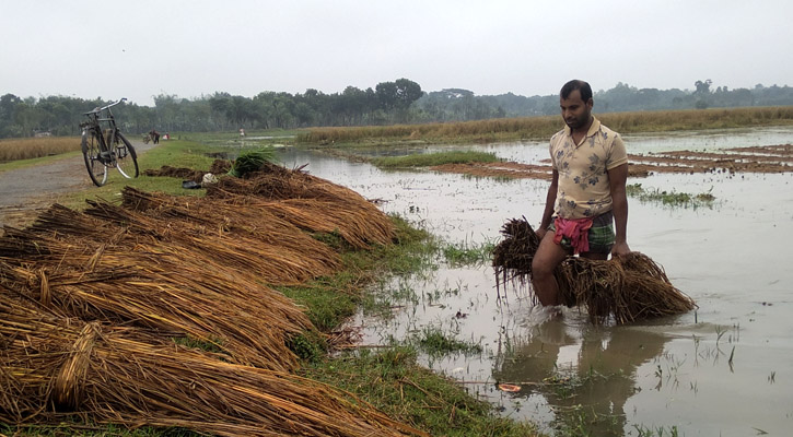 ঘূর্ণিঝড় জাওয়াদের প্রভাবে পেঁয়াজক্ষেতের ব্যাপক ক্ষতি