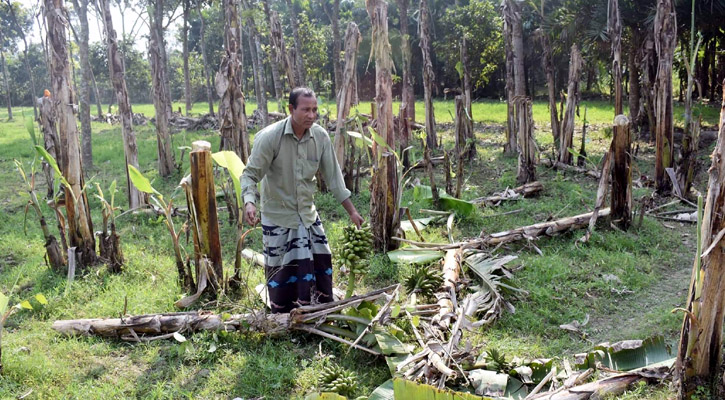 গাছের সঙ্গে এ কেমন শত্রুতা