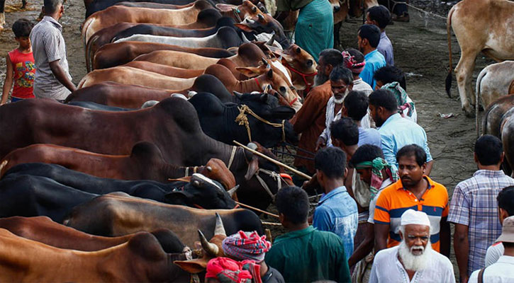 এ বছর কোরবানি হয়েছে প্রায় ৯১ লাখ পশু