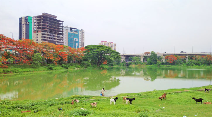 কংক্রিটের নগরীতে ফুটেছে ফুল