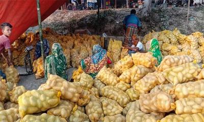 রংপুরের আলু যাচ্ছে বিদেশে