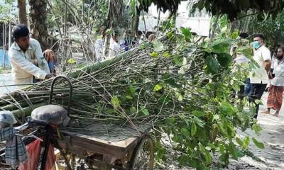 নতুন জাতের মাদকের গাছ উদ্ধার, আটক ১