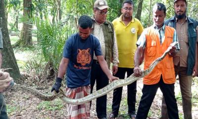 শরণখোলায় একই স্থান থেকে দুইবার অজগর উদ্ধার