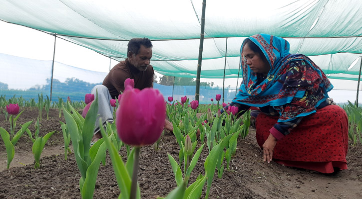 ভিনদেশি ফুল টিউলিপের রাজ্য এবার তেঁতুলিয়া